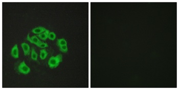 Endomucin rabbit pAb Antibody