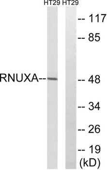 PHAX rabbit pAb Antibody