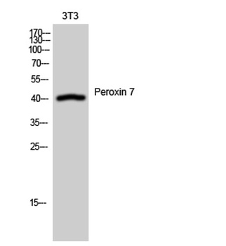 Peroxin 7 rabbit pAb Antibody