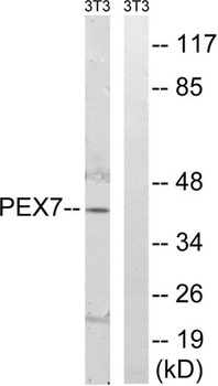 Peroxin 7 rabbit pAb Antibody