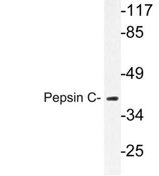 Pepsin C rabbit pAb Antibody