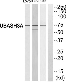 TULA rabbit pAb Antibody