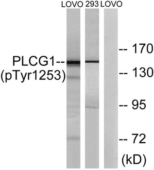 PLC γ1 (phospho Tyr1253) rabbit pAb