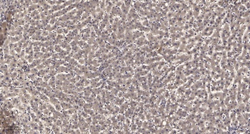 PLC γ1 (phospho Tyr1253) rabbit pAb