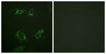 PC-PLD1 (phospho Ser561) rabbit pAb