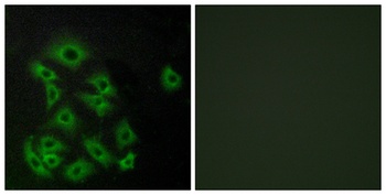 EDG-8 rabbit pAb Antibody