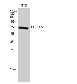 FGFR-5 rabbit pAb Antibody