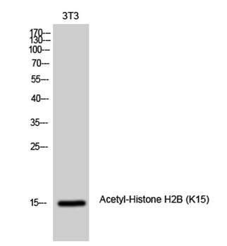 Histone H2B (Acetyl Lys15) rabbit pAb Antibody