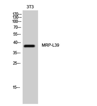 MRP-L39 rabbit pAb Antibody