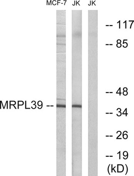 MRP-L39 rabbit pAb Antibody