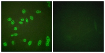 Rpb1 (phospho Ser1619) rabbit pAb