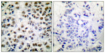 Rpb1 (phospho Ser1619) rabbit pAb