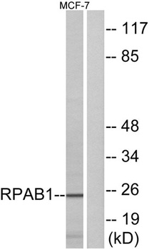 POLR2E rabbit pAb Antibody