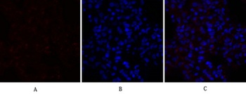 PPAR-α rabbit pAb Antibody