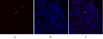PPAR-α rabbit pAb Antibody