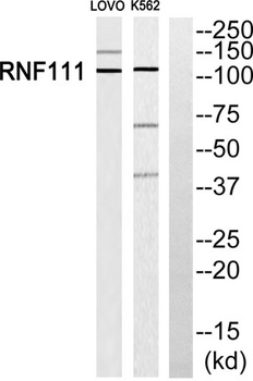 Arkadia rabbit pAb Antibody