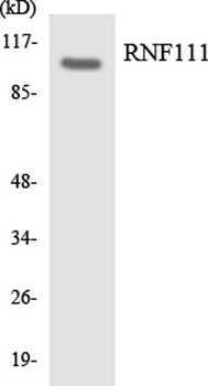 Arkadia rabbit pAb Antibody