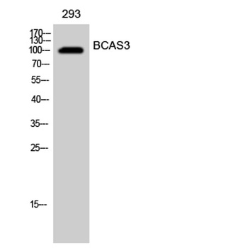 BCAS3 rabbit pAb Antibody