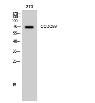 CCDC99 rabbit pAb Antibody