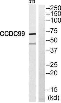 CCDC99 rabbit pAb Antibody