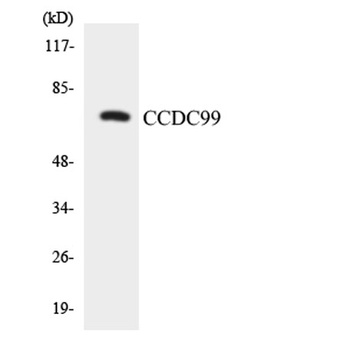 CCDC99 rabbit pAb Antibody