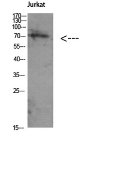 Atg16 rabbit pAb Antibody