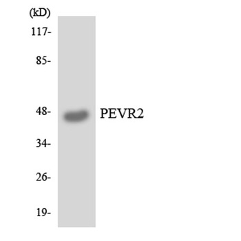 GPR172B rabbit pAb Antibody
