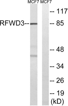 RFWD3 rabbit pAb Antibody