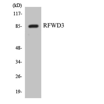 RFWD3 rabbit pAb Antibody