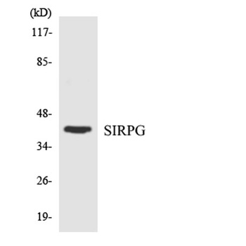 CD172g rabbit pAb Antibody