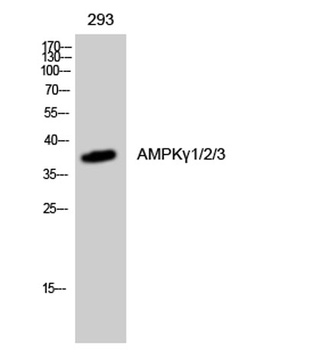 AMPKγ1/2/3 rabbit pAb Antibody