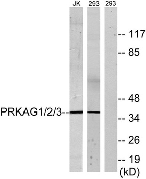 AMPKγ1/2/3 rabbit pAb Antibody