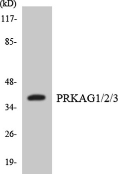 AMPKγ1/2/3 rabbit pAb Antibody
