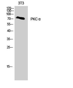 PKC α rabbit pAb Antibody