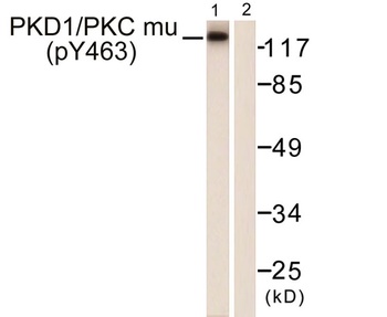 PKD1 (phospho Tyr463) rabbit pAb