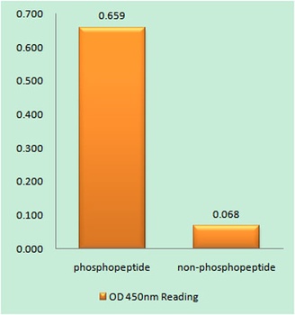 DNA-PKCS (phospho Thr2638) rabbit pAb Antibody