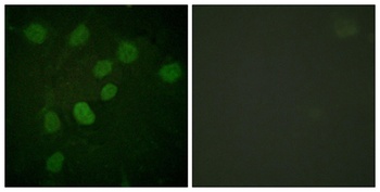 DNA-PKCS (phospho Thr2638) rabbit pAb Antibody