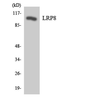 ApoER2 rabbit pAb Antibody
