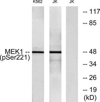 MEK-1/2 (phospho Ser222/226) rabbit pAb