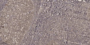 MEK-7 (phospho Thr275) rabbit pAb