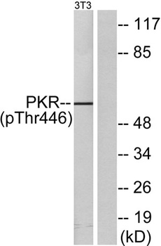 PKR (phospho Thr446) rabbit pAb Antibody