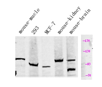 KCNQ5 rabbit pAb Antibody