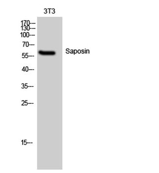 Saposin rabbit pAb Antibody
