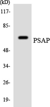 Saposin rabbit pAb Antibody