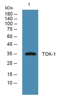 TOK-1 rabbit pAb Antibody