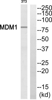 MDM1 rabbit pAb Antibody