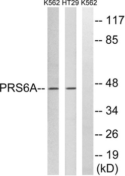 PSMC3 rabbit pAb Antibody