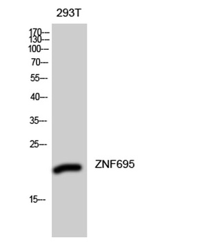 ZNF695 rabbit pAb Antibody