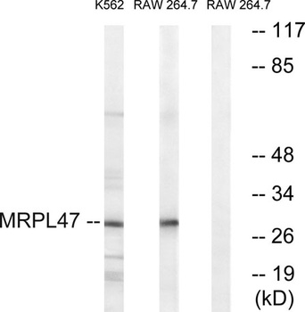 MRP-L47 rabbit pAb Antibody