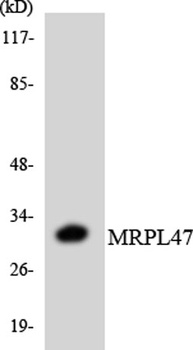 MRP-L47 rabbit pAb Antibody
